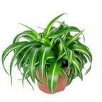 Grünlilie 'Bonnie' - Chlorophytum Comosum - Höhe ca. 25 cm, Topf-Ø 12 cm