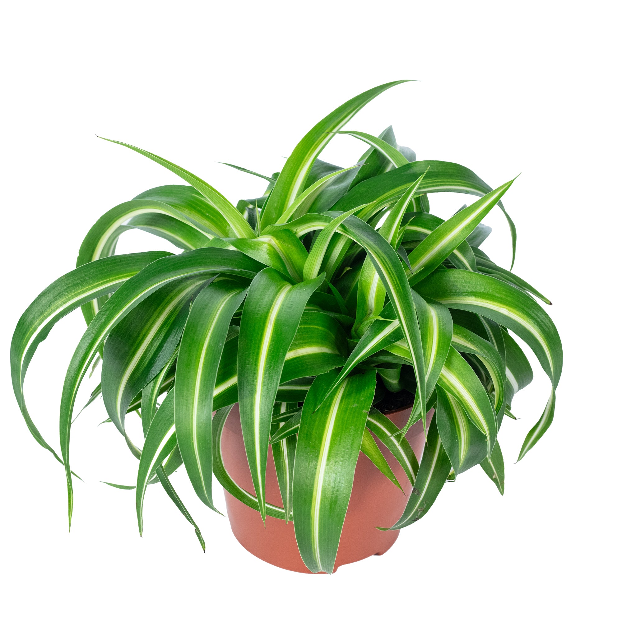 Grünlilie 'Bonnie' - Chlorophytum Comosum - Höhe ca. 25 cm, Topf-Ø 12 cm