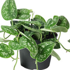 Gefleckte Efeutute - Scindapsus pictus 'Argyraeus' - Höhe ca. 15 cm, Topf-Ø 12 cm