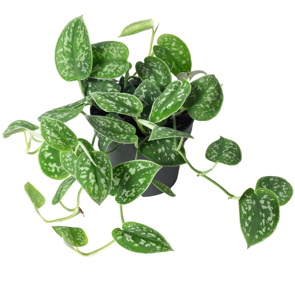 Gefleckte Efeutute - Scindapsus pictus 'Argyraeus' - Höhe ca. 15 cm, Topf-Ø 12 cm