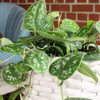 Gefleckte Efeutute - Scindapsus pictus 'Argyraeus' - Höhe ca. 15 cm, Topf-Ø 12 cm