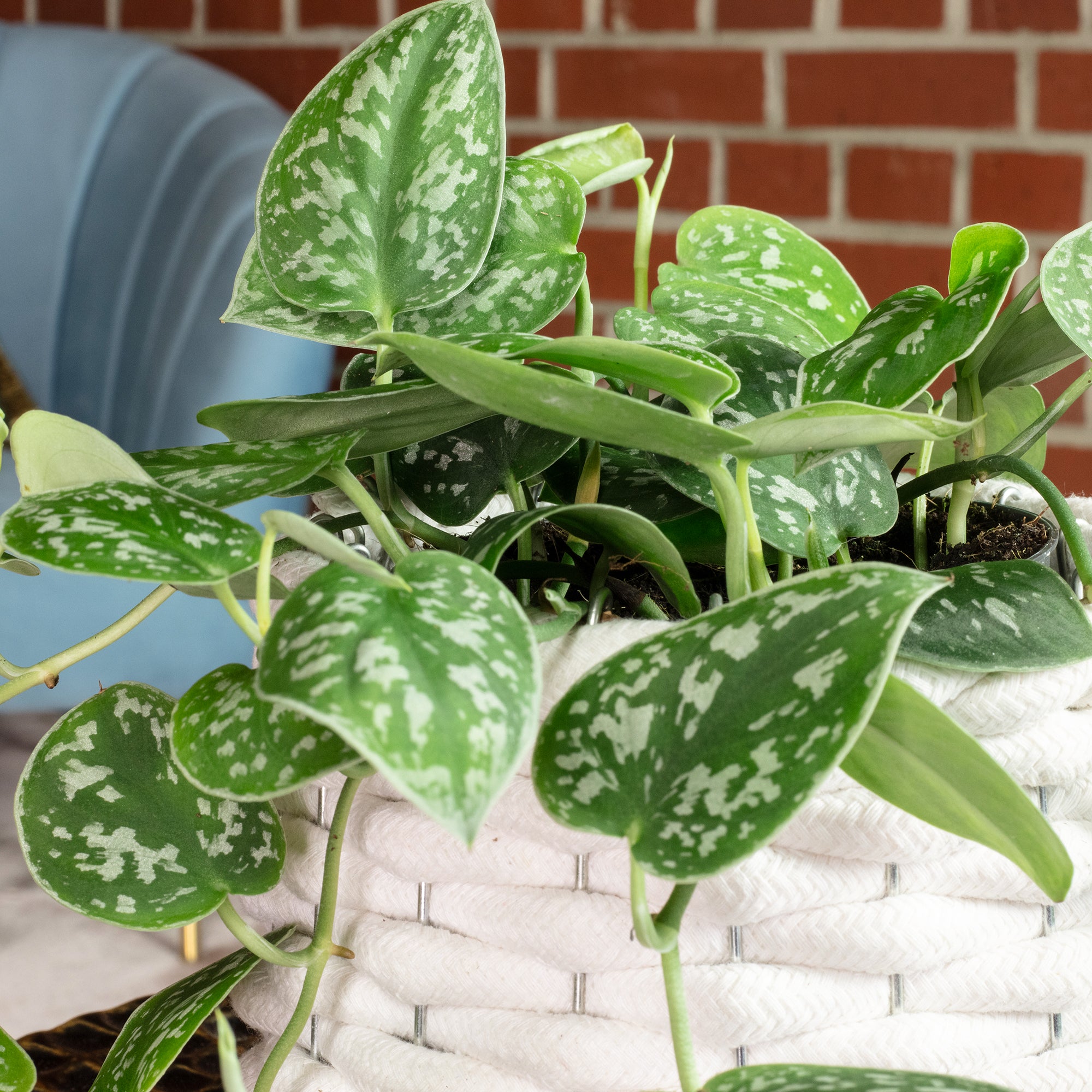 Gefleckte Efeutute - Scindapsus pictus 'Argyraeus' - Höhe ca. 15 cm, Topf-Ø 12 cm