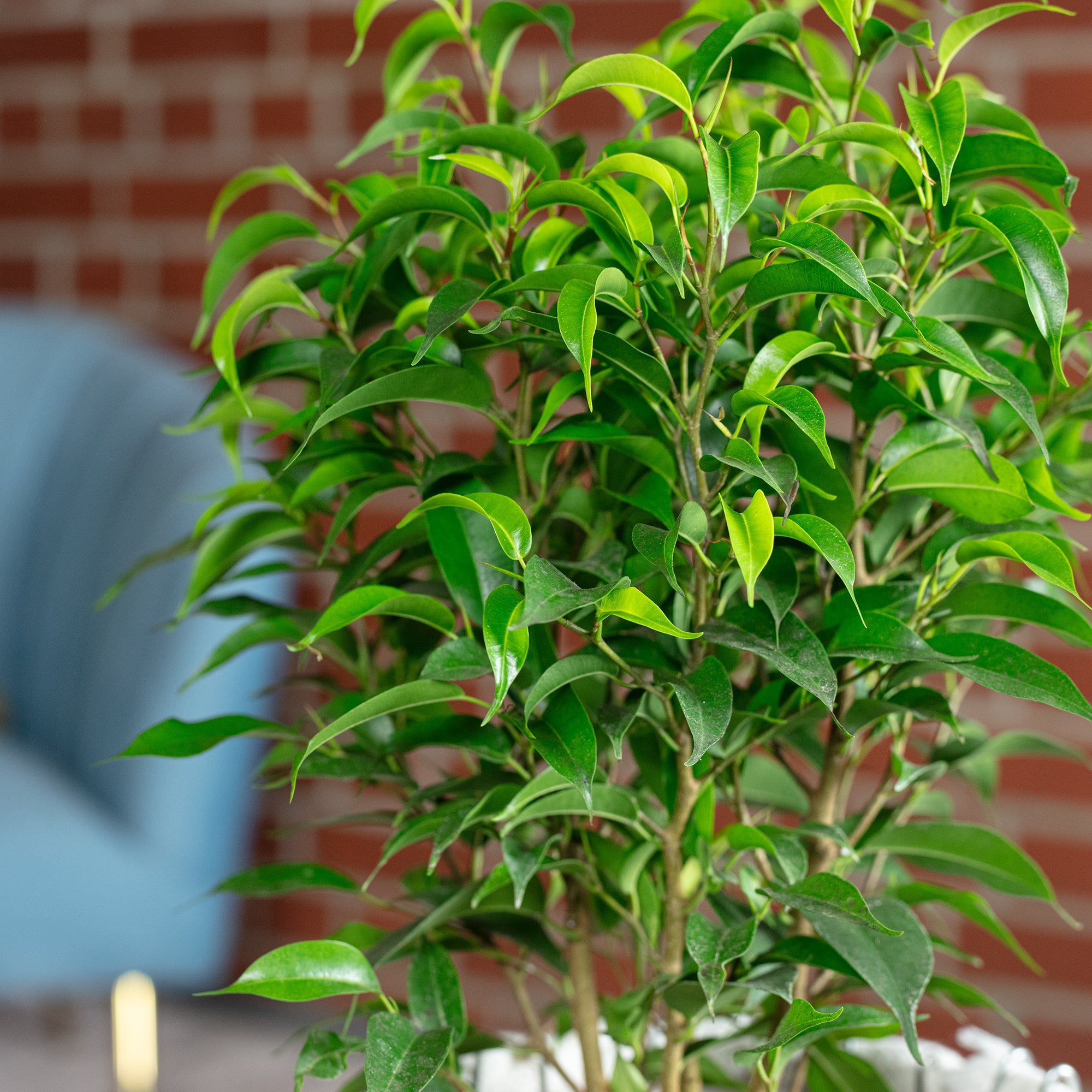 Birkenfeige "Natasja" verzweigt - Ficus benjamini - Höhe ca. 30 cm, Topf-Ø 12 cm