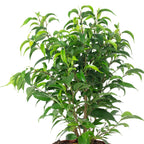 Birkenfeige "Natasja" verzweigt - Ficus benjamini - Höhe ca. 30 cm, Topf-Ø 12 cm