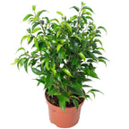 Birkenfeige "Natasja" verzweigt - Ficus benjamini - Höhe ca. 30 cm, Topf-Ø 12 cm