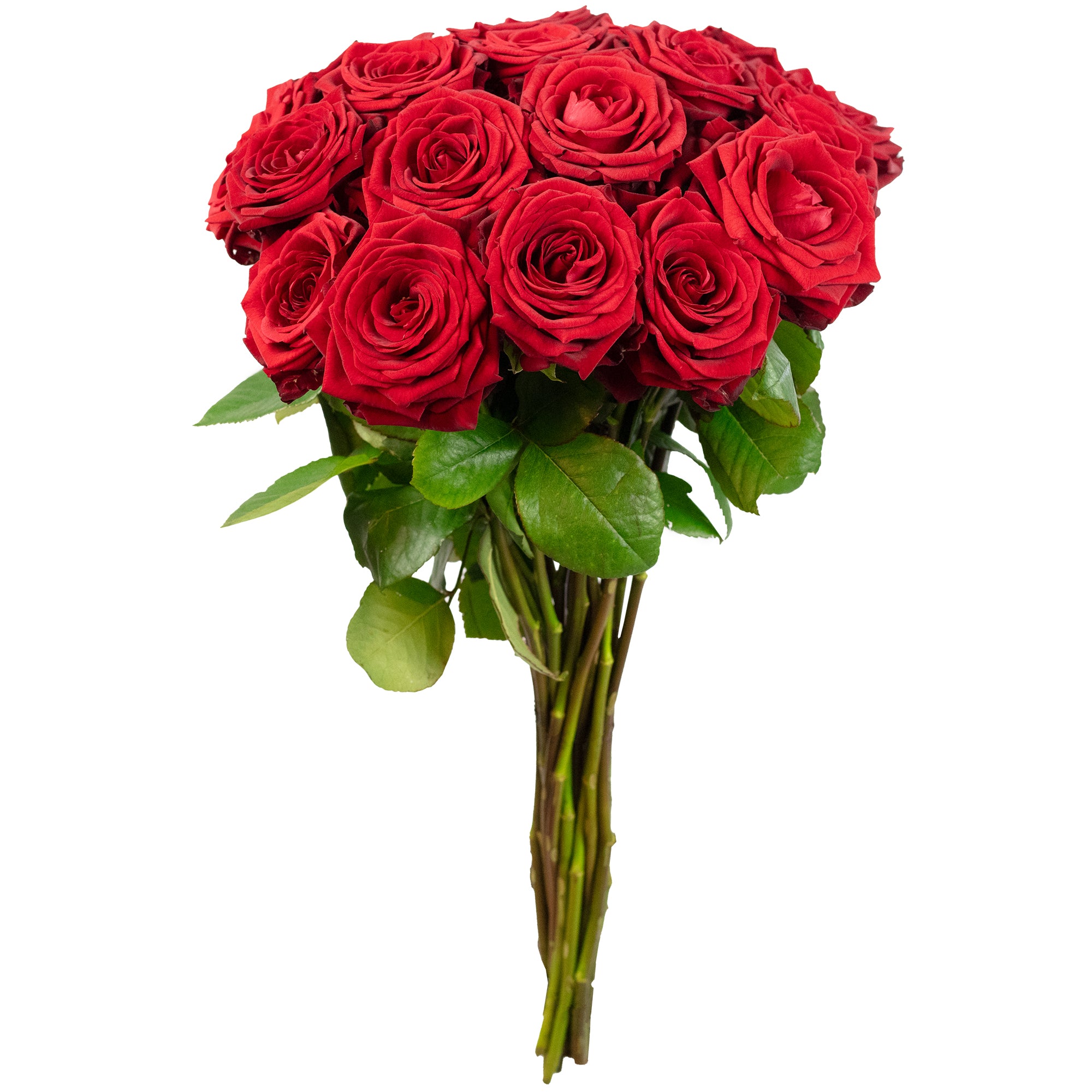 Blumenstrauß  'Red Passion'  - Stiellänge ca. 50 cm - Strauß frischer roter Rosen