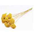 Bund Schafgarbe getrocknet - Achillea gelb 'Parker' - Länge ca. 50 cm - ca. 90 g
