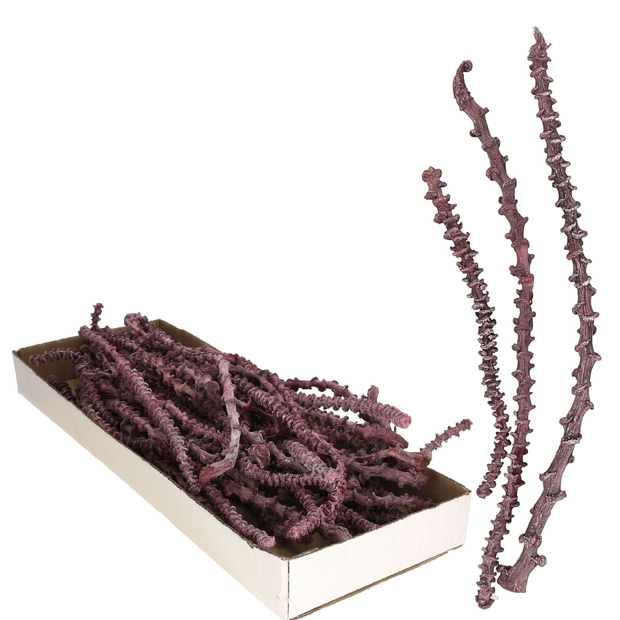 Bananastem/stiel - 50 Stück - frost-erika