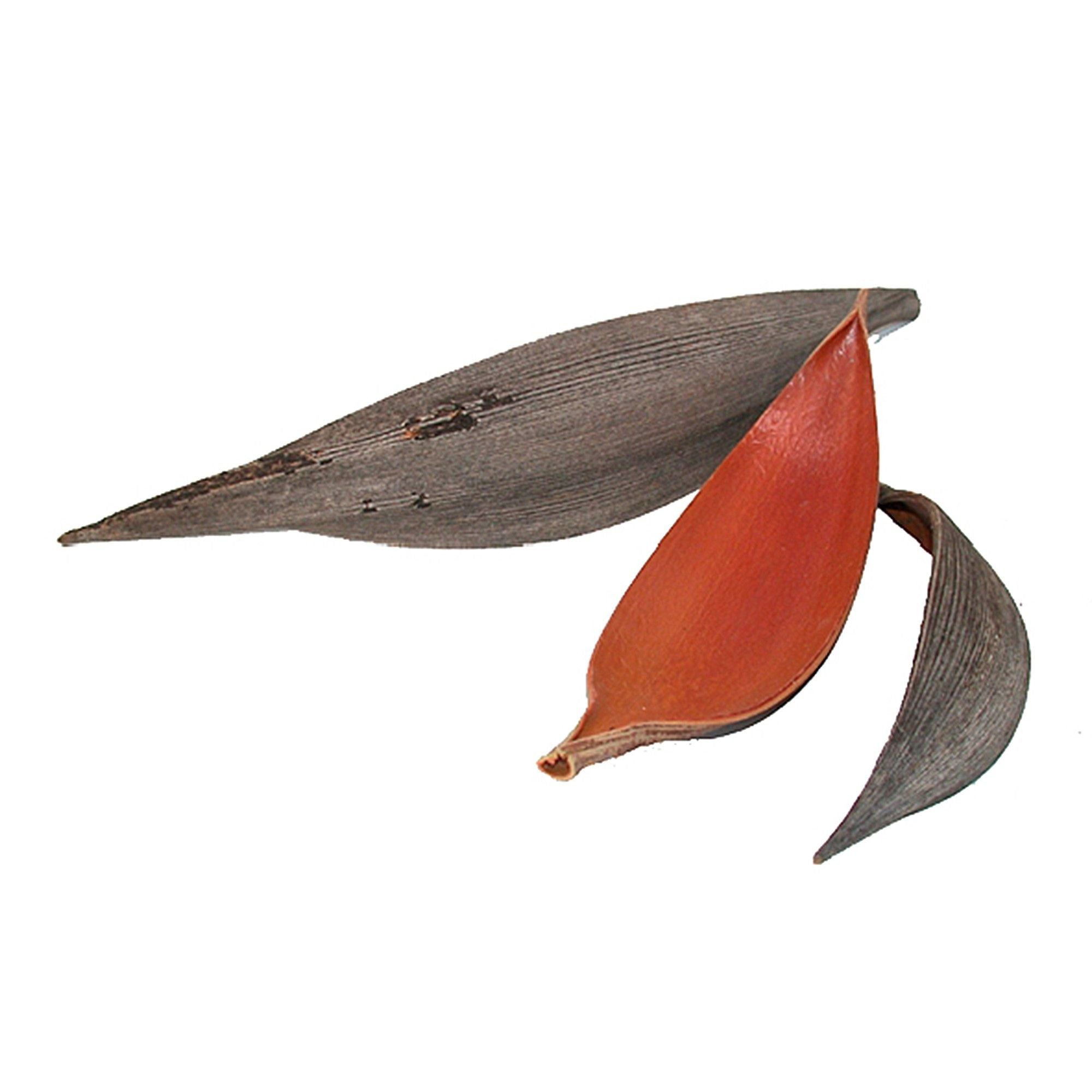 Cocosschale mittel - Länge ca. 20-40 cm - 50 Stück - natur