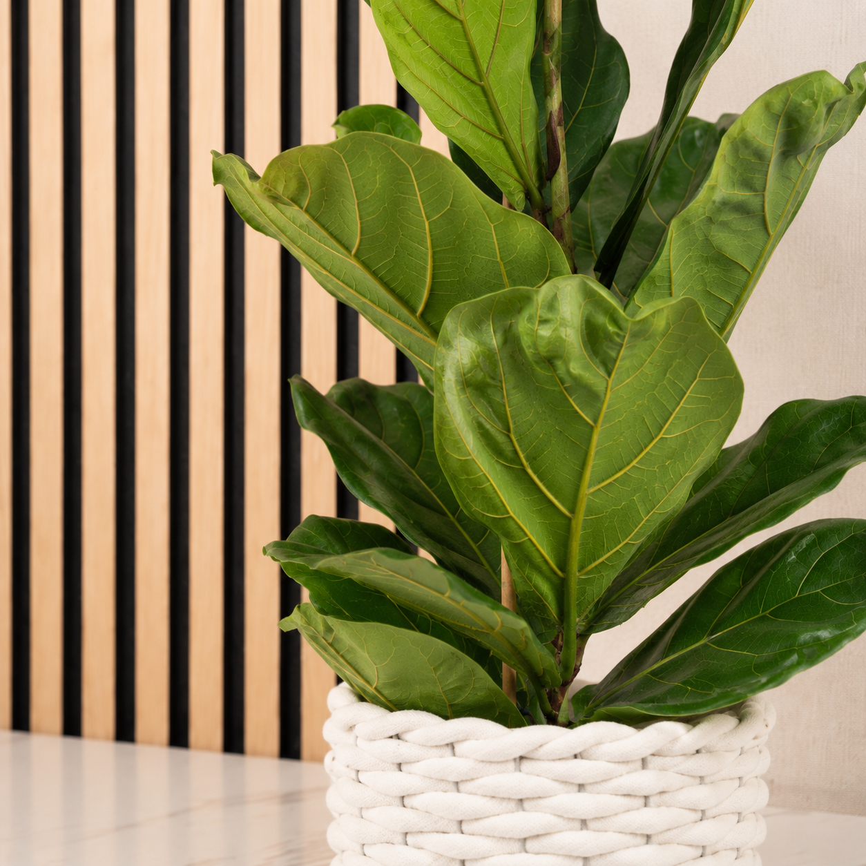 Geigenfeige - Ficus Lyrata - Höhe ca. 100 cm, Topf-Ø 21 cm