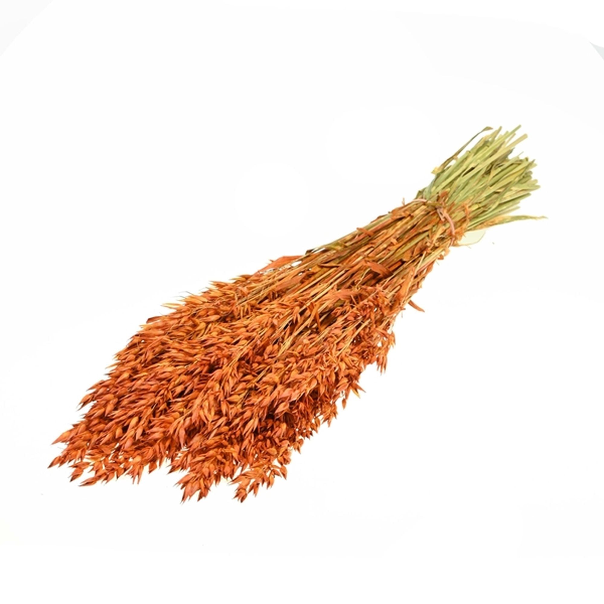 Bund Hafer getrocknet - Avena hellorange gefärbt - Länge ca. 60 cm - ca. 190 g